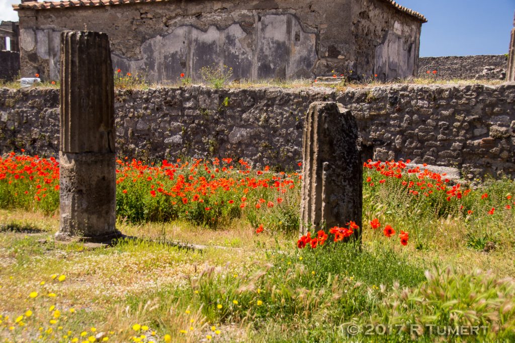 Ruiner og valmuer i Pompei