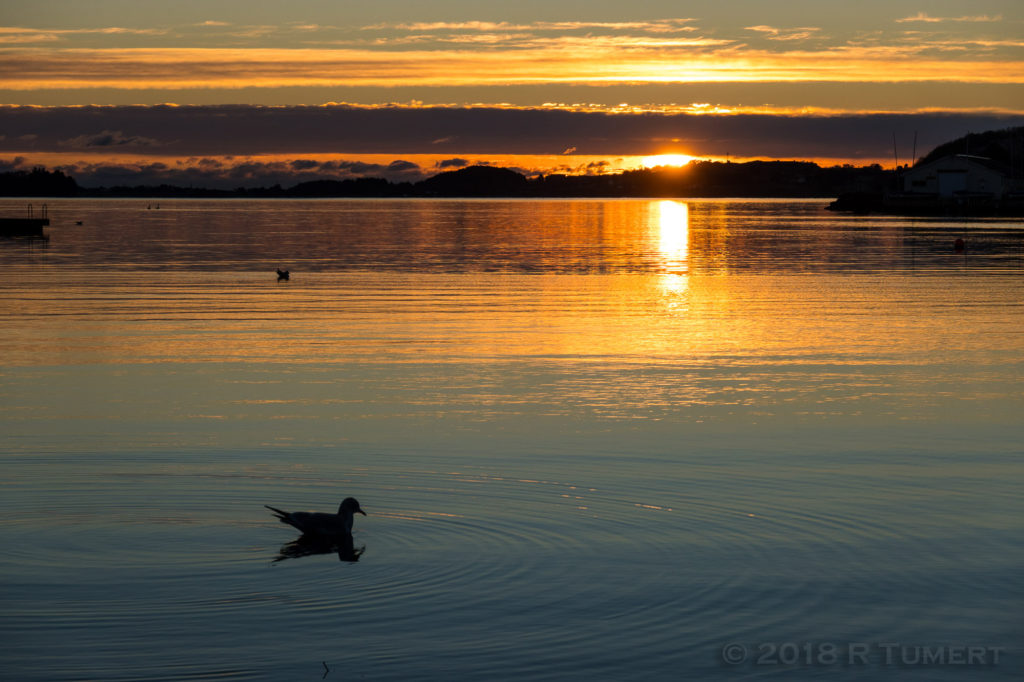 dyreliv i Hafrsfjord